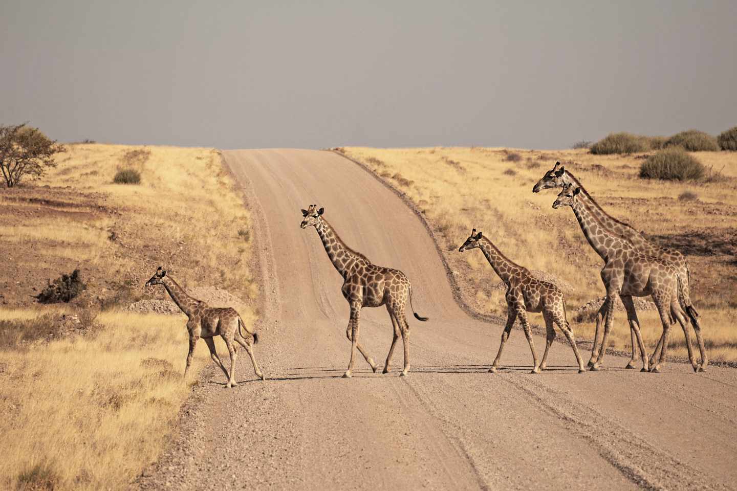 afrika-namibia-steppe-giraffen-wueste-g-466867612.jpg