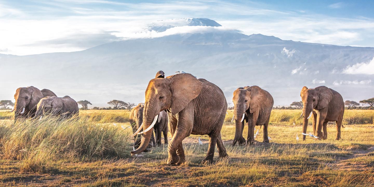 Kenia-Herde-afrikanicher-Elefanten-g-1149358180.jpg