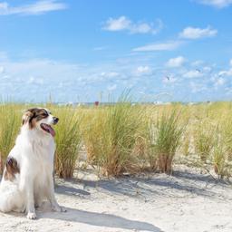 Hotel mit Hund Nordsee