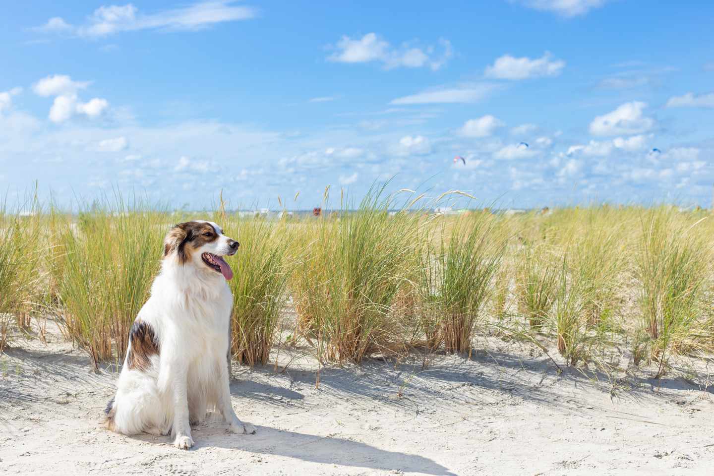 Hotel mit Hund Nordsee: Hund in den Dünen