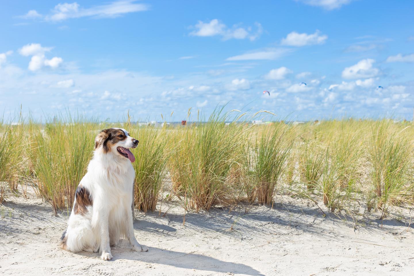 deutschland-nordsee-duenen-hund-sonne-g-1560917633.jpg