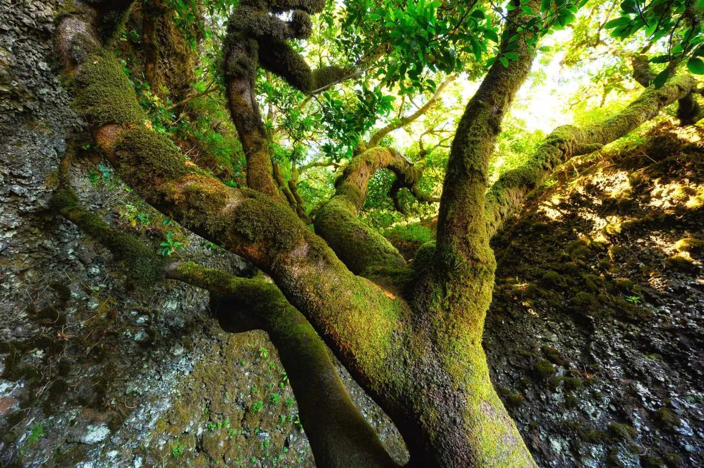 spanien-inselhopping-kanaren-el-hierro-heiliger-baum-garoe-g-1283400126.jpg
