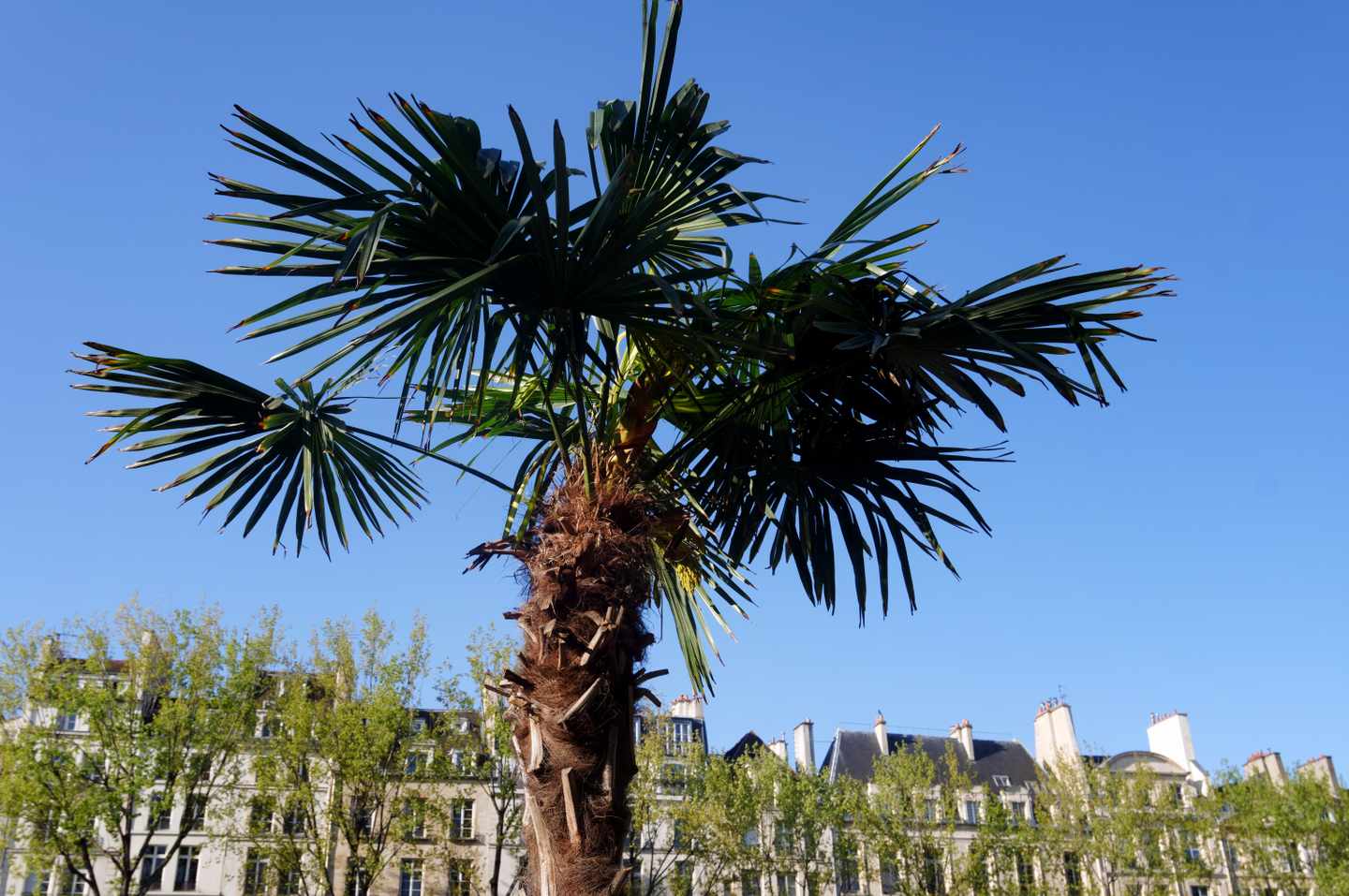 frankreich-paris-seine-sommer-palme-g-1299461049.jpg