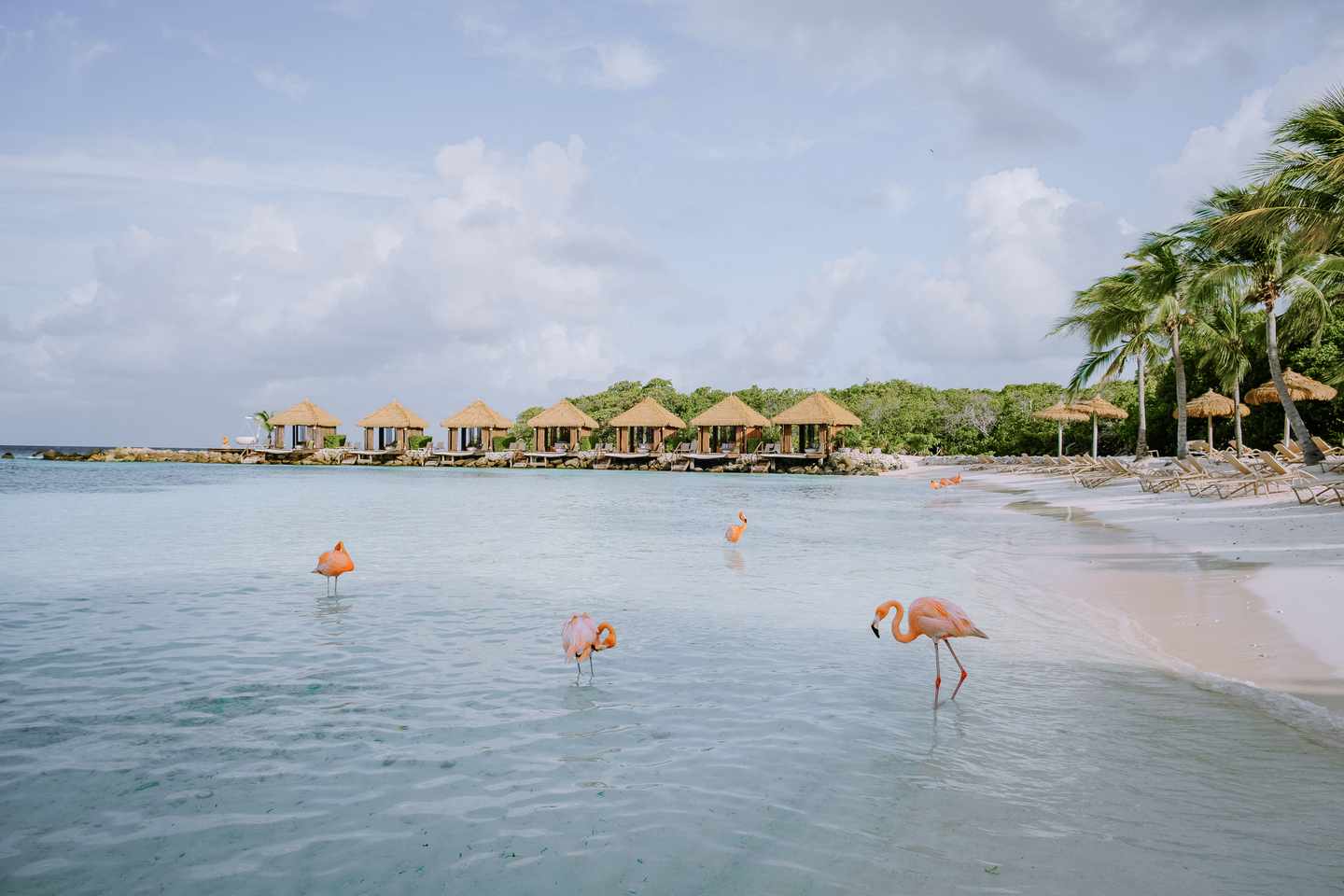 Aruba-Flamingos-am-Strand-und-Palmen-g-1313868742.jpg