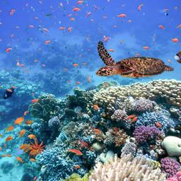 Marsa Alam Urlaub mit DERTOUR. Korallen und exotische Fische im Roten Meer