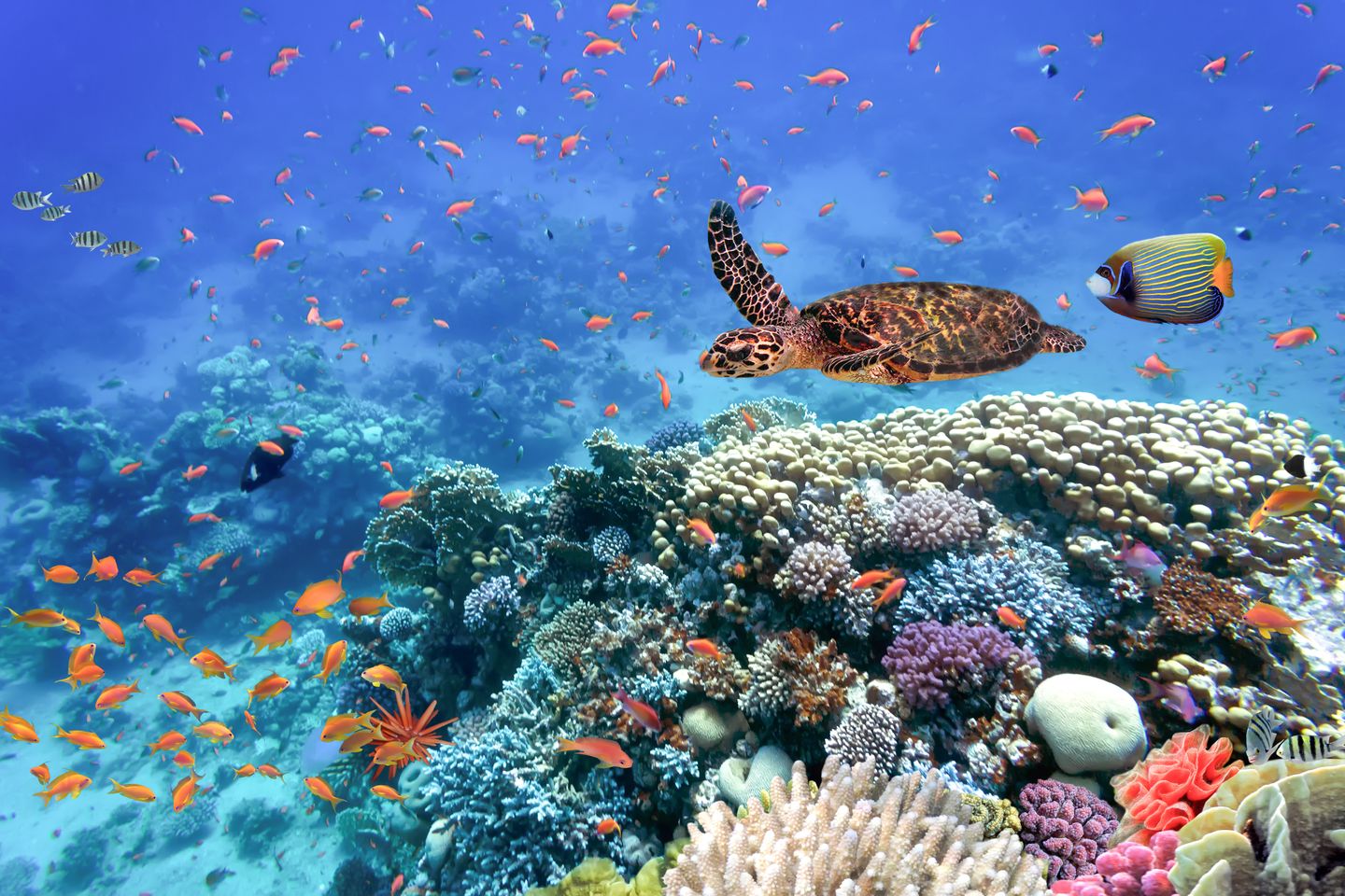 Marsa Alam Urlaub mit DERTOUR. Korallen und exotische Fische im Roten Meer