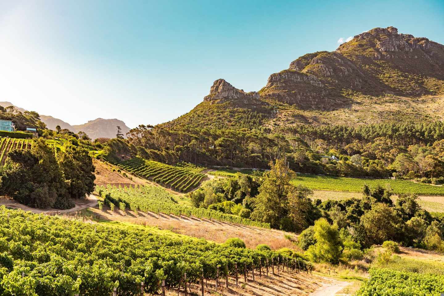 Südafrika-Kapstadt-Weinberge-Dertour-g-1292647913.jpg