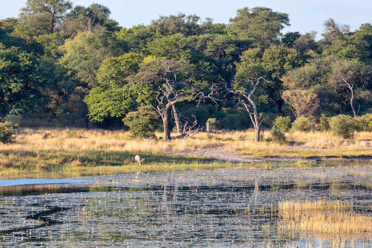namibia-bwabwata-reservat-g-1195002456.jpg