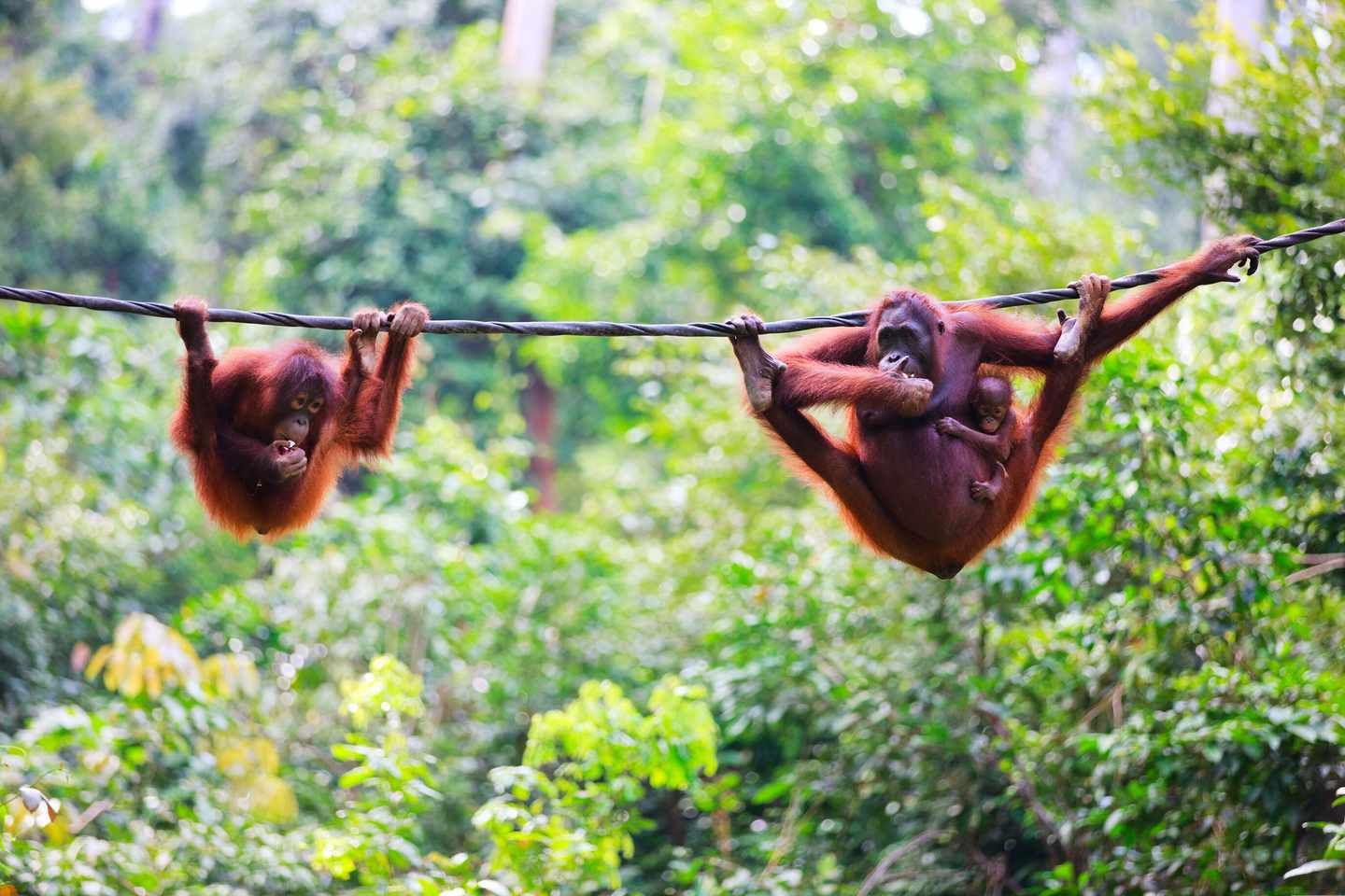 malaysia-orang-utan-t-177413134.jpg