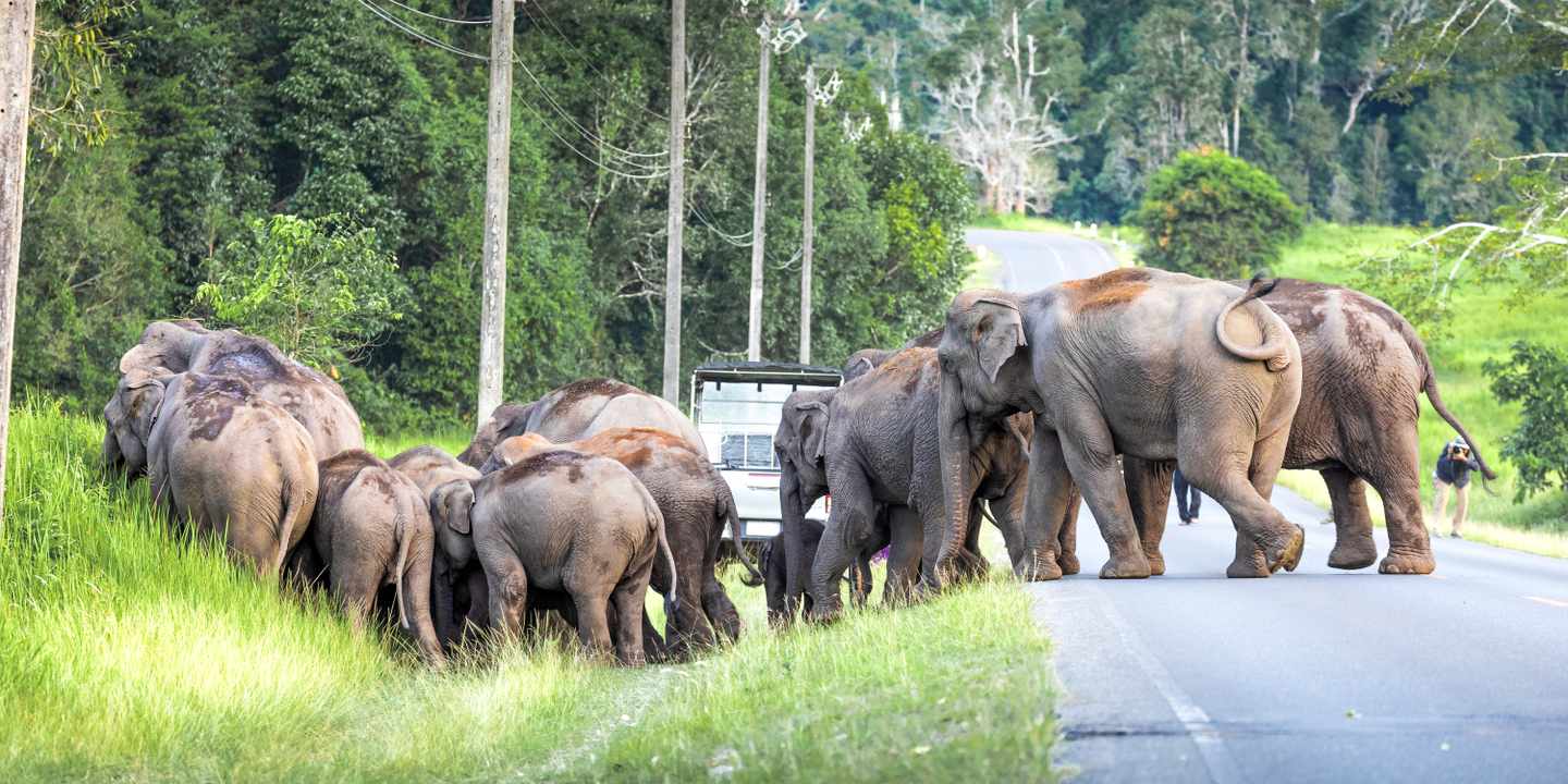 thailand-khao-yai-nationalpark-wilde-elefanten-g-1465768273.jpg