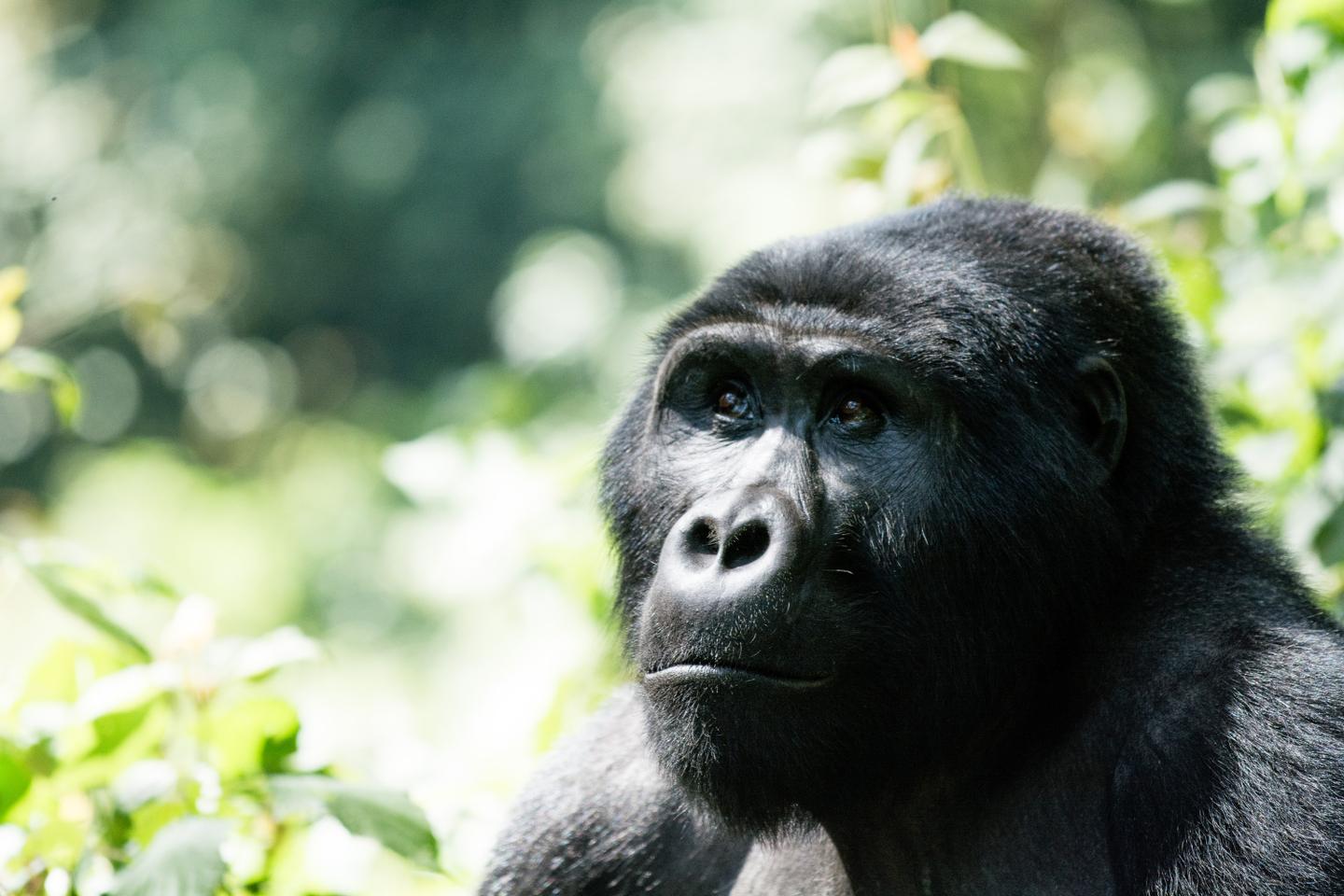 uganda-gorilla-g-495623794.jpg
