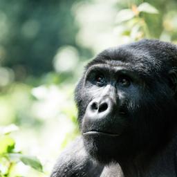 uganda-gorilla-g-495623794.jpg