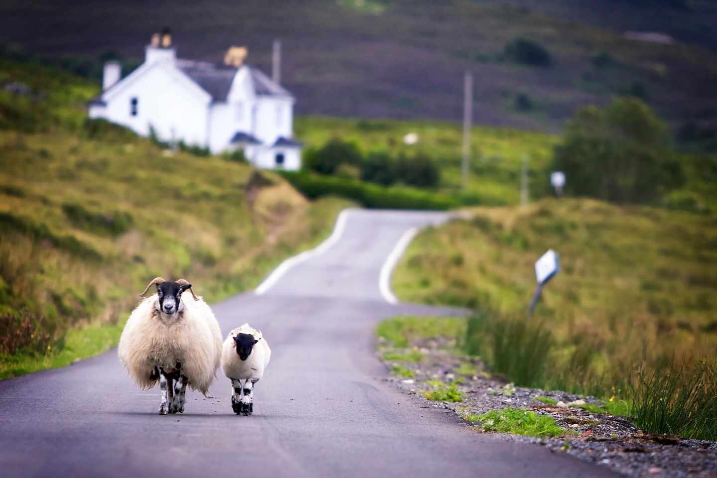 schottland-strasse-schafe-t-160087662.jpg