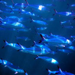 malediven-fish-a-1096998_1920.jpg