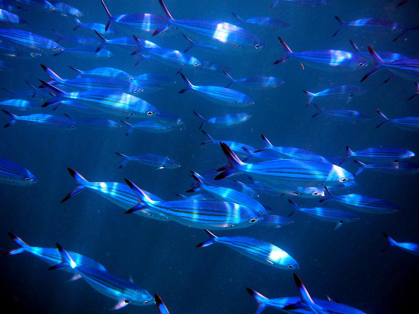 malediven-fish-a-1096998_1920.jpg