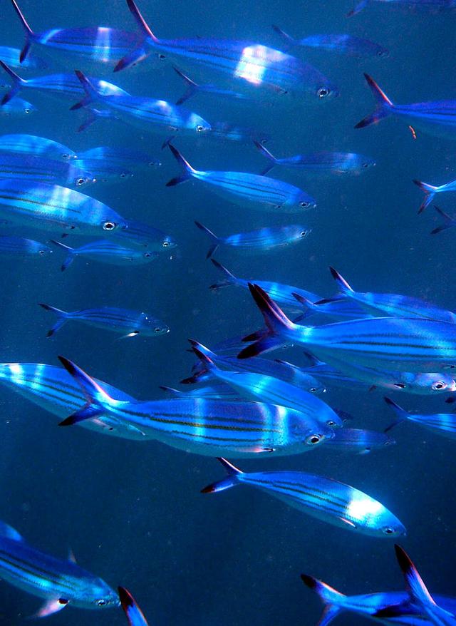Tauchen auf den Malediven malediven-fish-a-1096998_1920.jpg