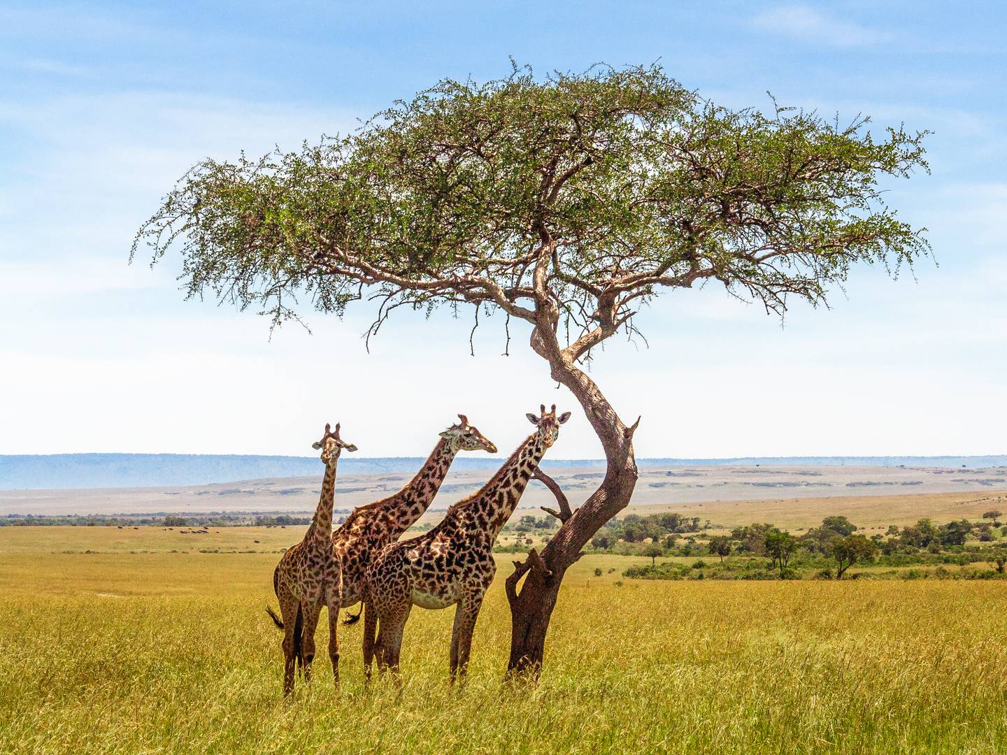 botswana-safari-giraffen-baum-g-921714004.jpg