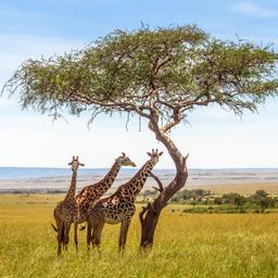 botswana-safari-giraffen-baum-g-921714004.jpg