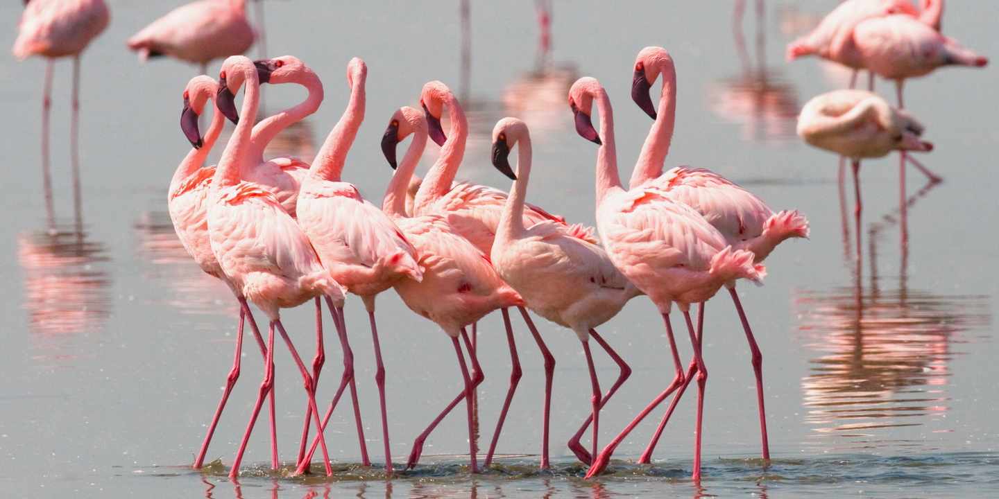 kenia-nakuru-nationalpark-flamingo-balztanz-am-lake-bogoria-crop-smint-403352905.jpg