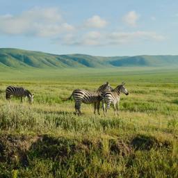 tansania-zebras-gruene-ebene-ngorongoro-krater-g-2165831492.jpg