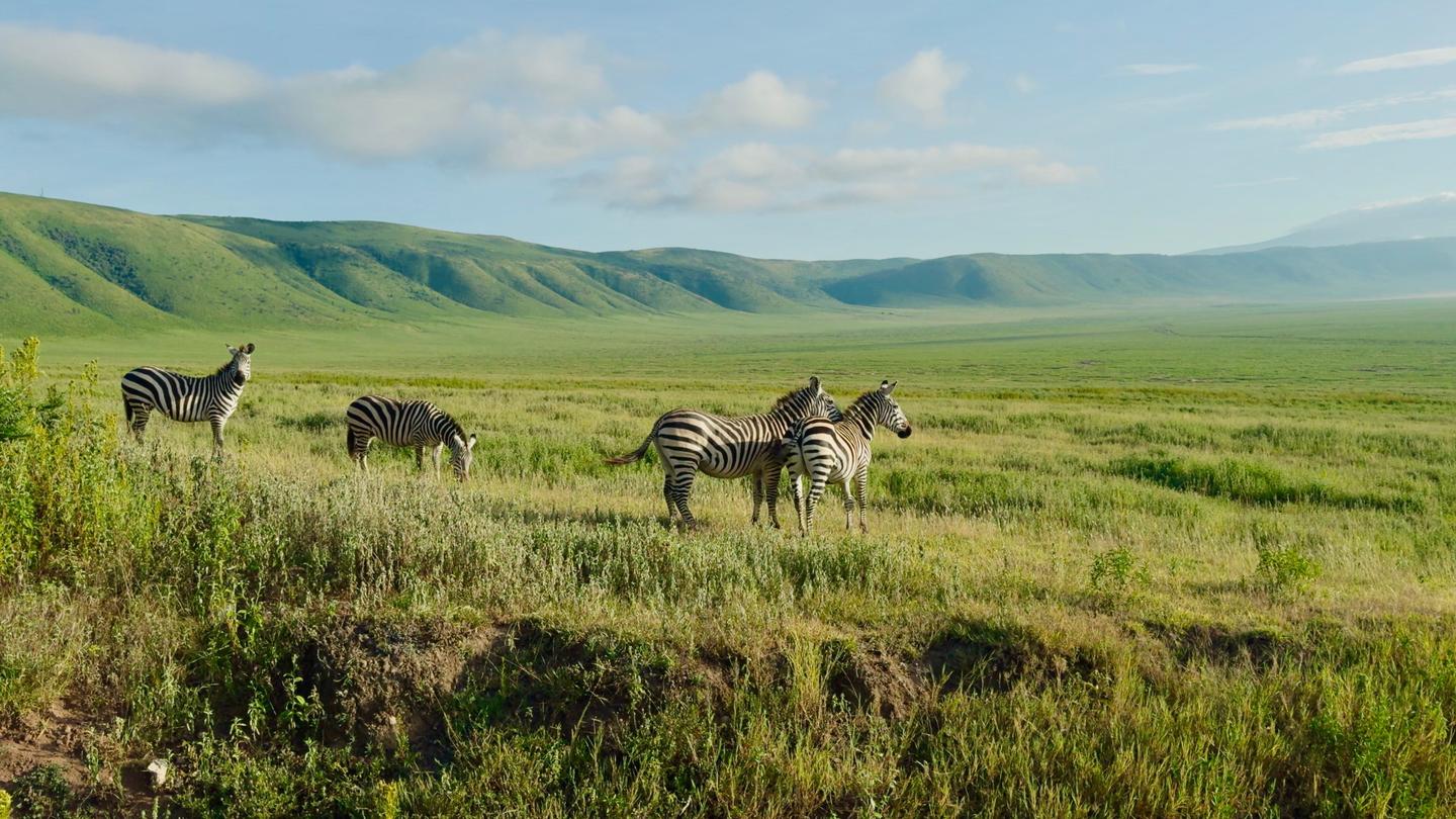 tansania-zebras-gruene-ebene-ngorongoro-krater-g-2165831492.jpg