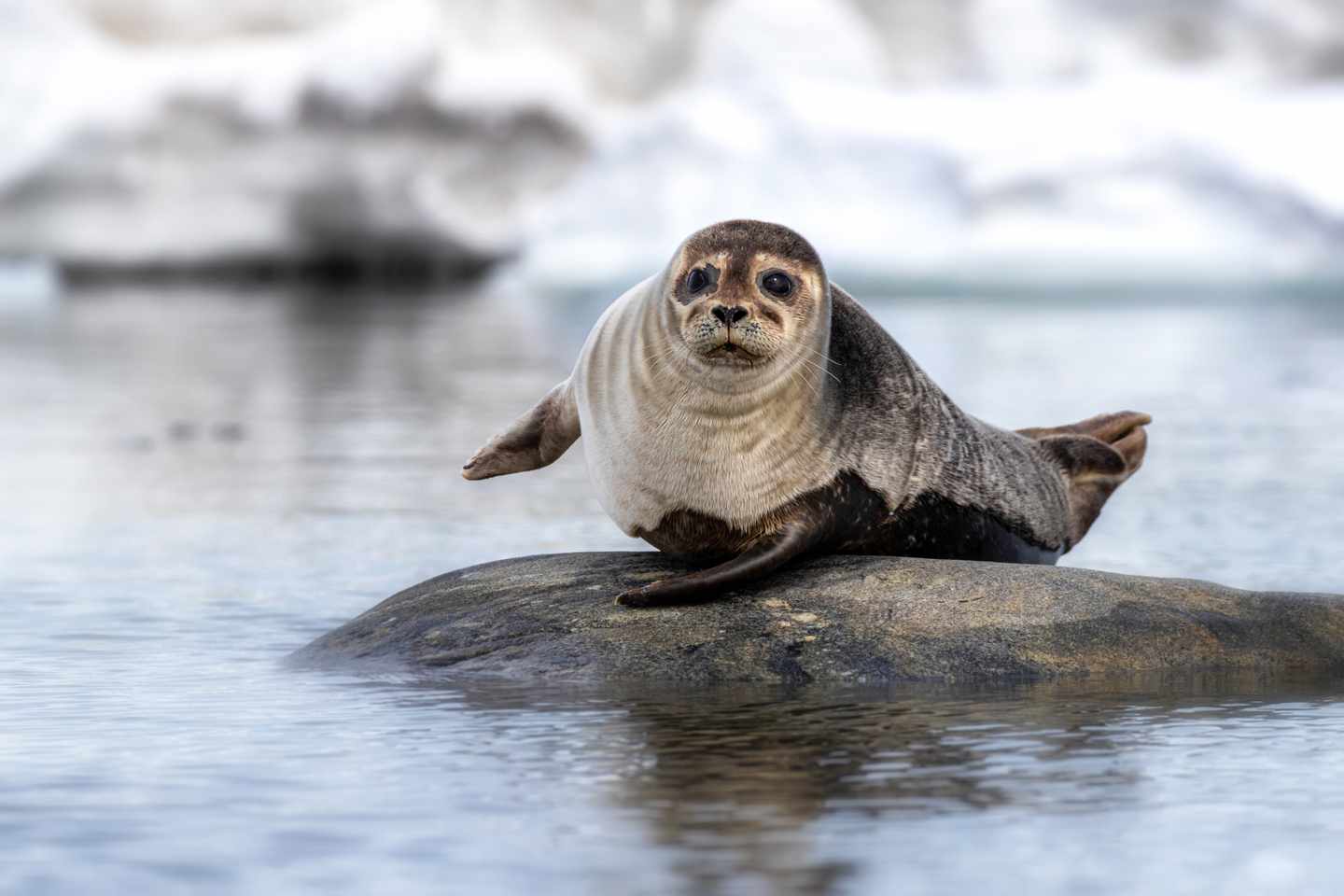 norwegen-spitzbergen-hafenrobbe-auf-einem-stein-g-1248752090_bearbeitet.jpg