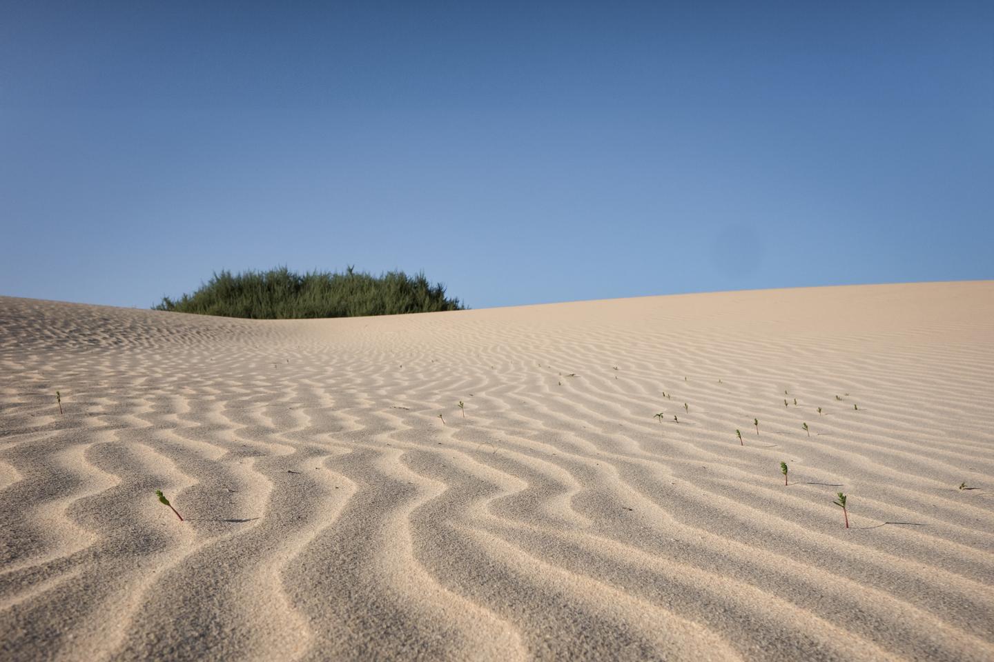 kanaren-fuerteventura-strand-corralejo-g509796892.jpg