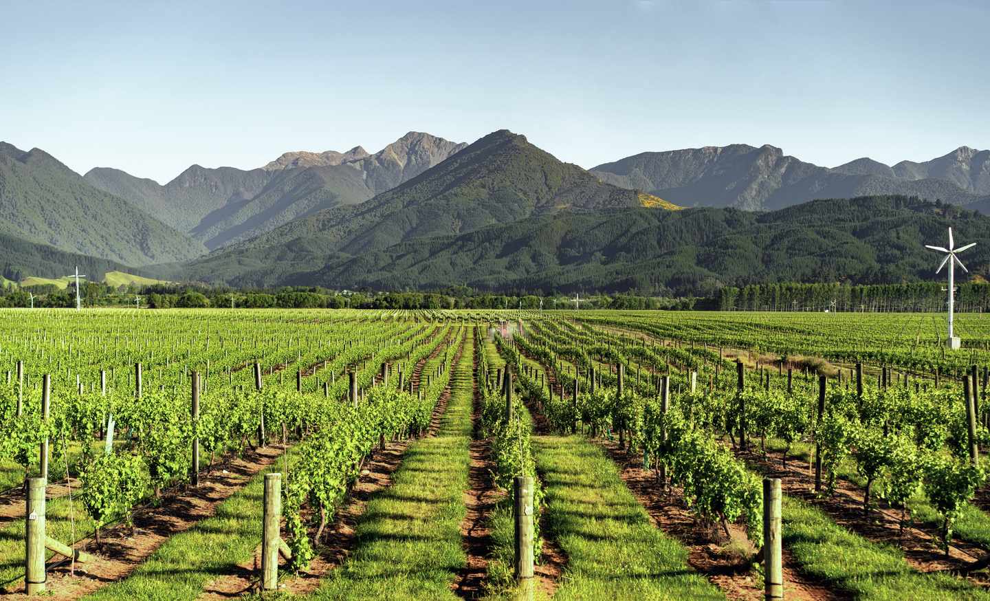 bltf79436fc310b8b67-Neuseeland-Weingut-g-1128996629.jpg Weingut in Neuseeland