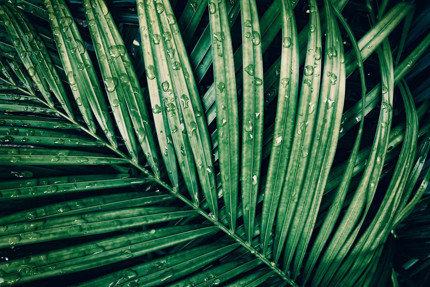 thailand-regetropfen-auf-palme-g-903530020.jpg