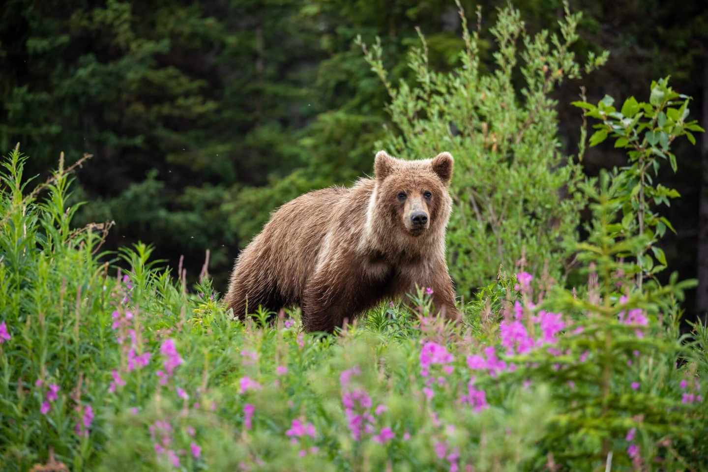 kanada-alberta-banff-nationalpark-grizzly-baer-g-1160654885.jpg