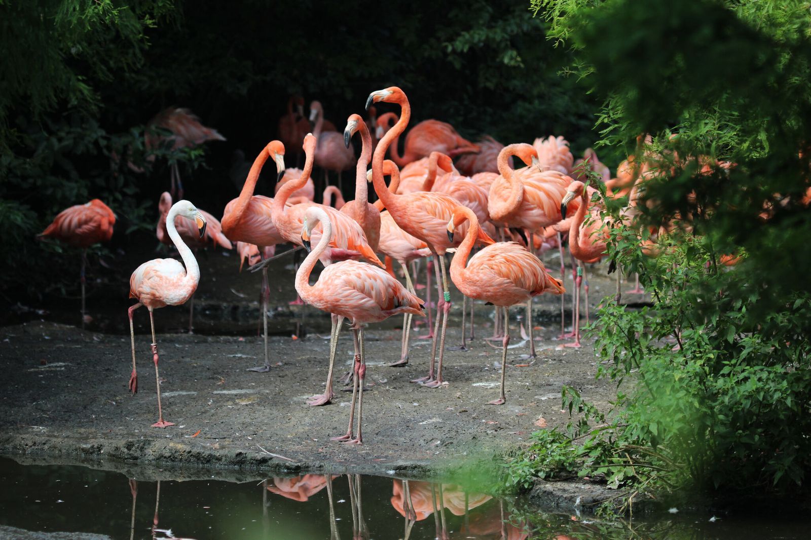 Everglades Nationalpark Flamingos in freier Wildbahn