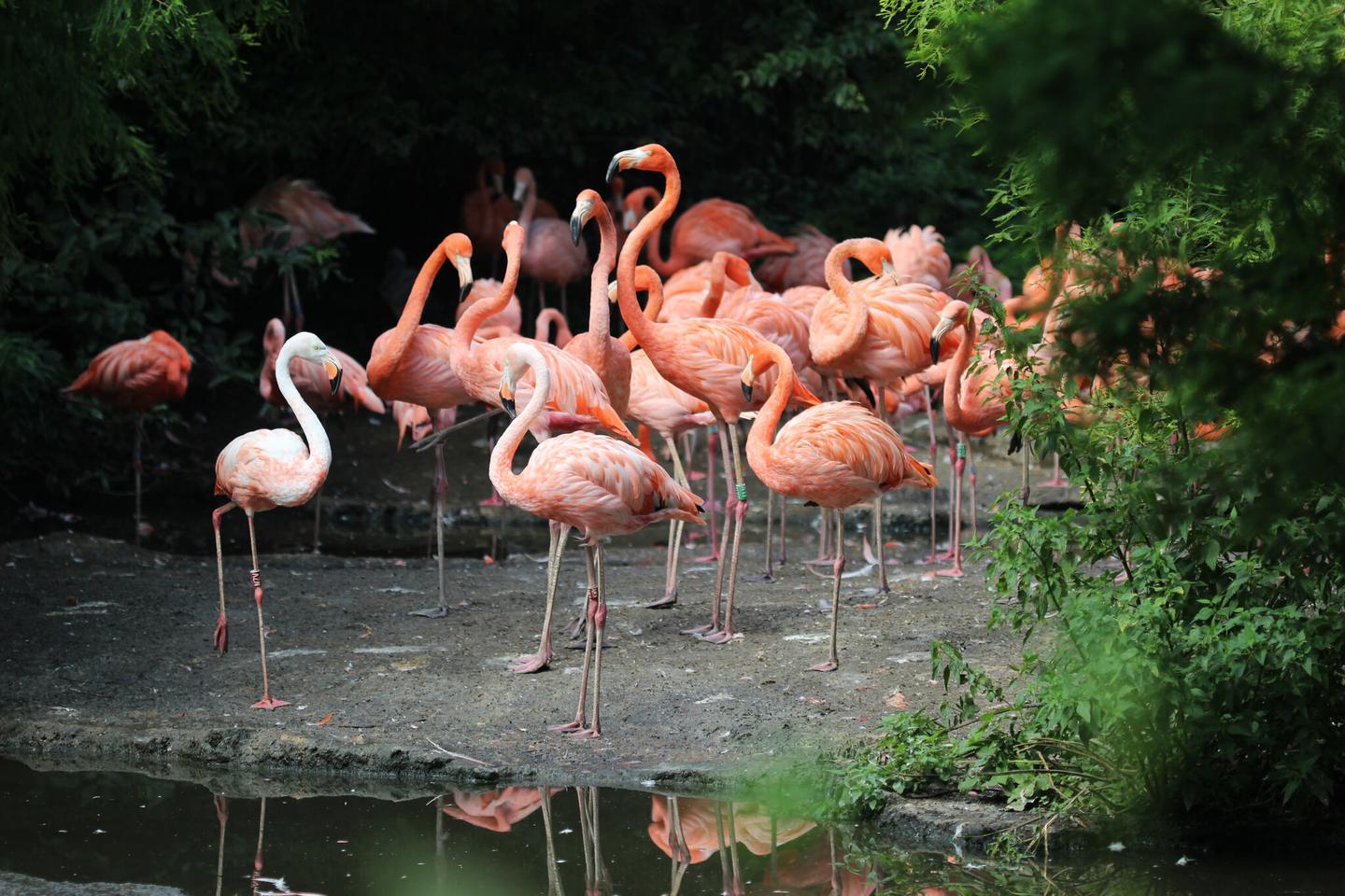 Everglades Nationalpark Flamingos in freier Wildbahn