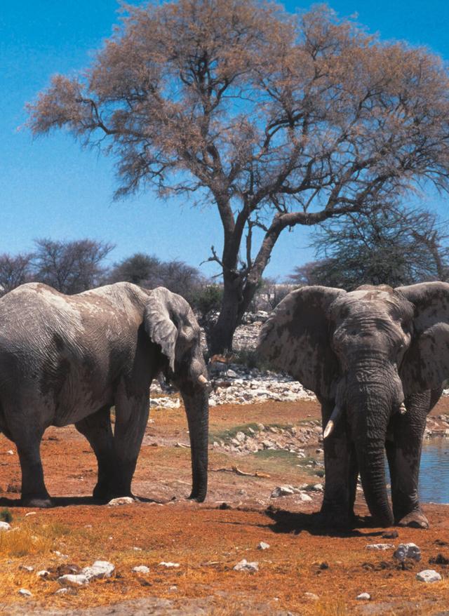 Reisekalender September. Elefanten an einem Wasserloch in Namibia.