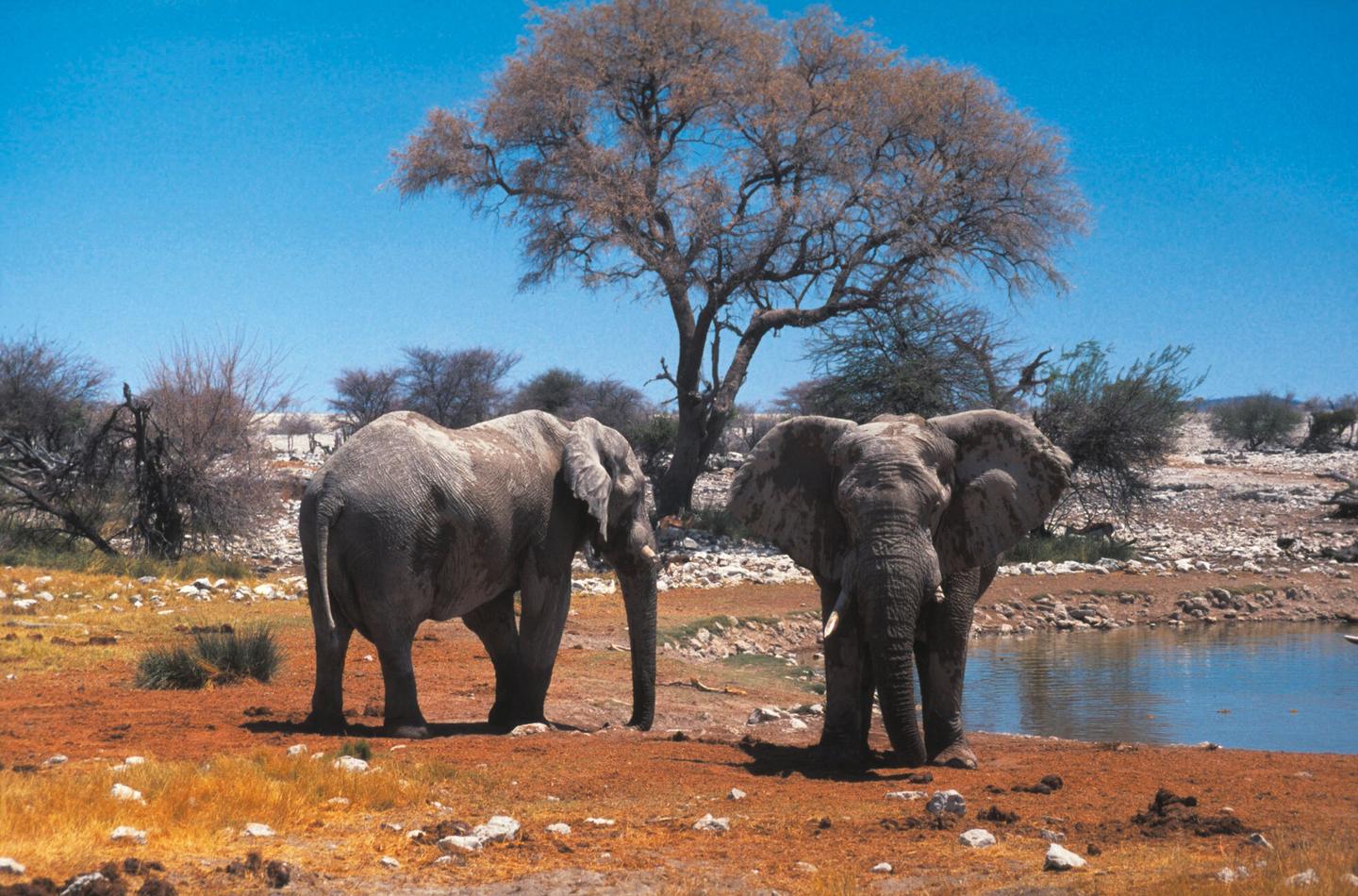 namibia-elefanten-duo-wasserloch-p-mz02133.jpg