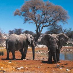 Hotels in Etosha