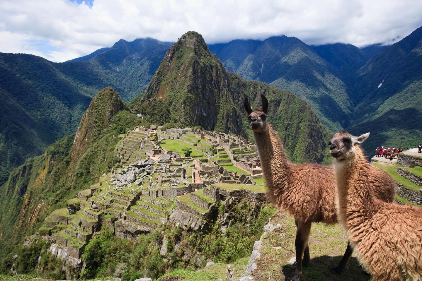 peru-machu-picchu-lama-t-151536684.jpg