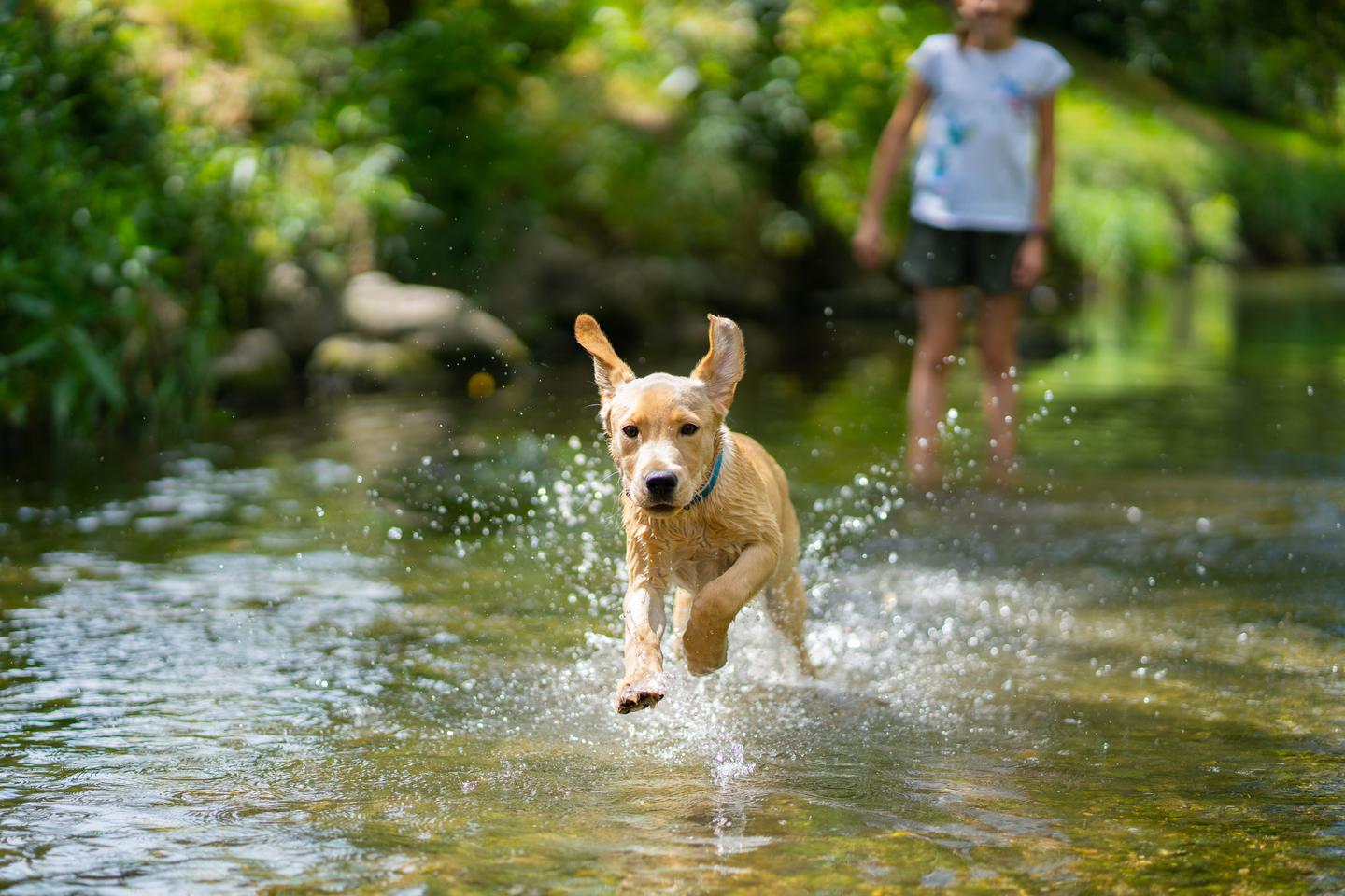 hund-wasser-fluss-labrador-g-1261642435.jpg