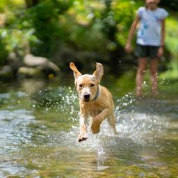 Hotel am Bodensee mit Hund