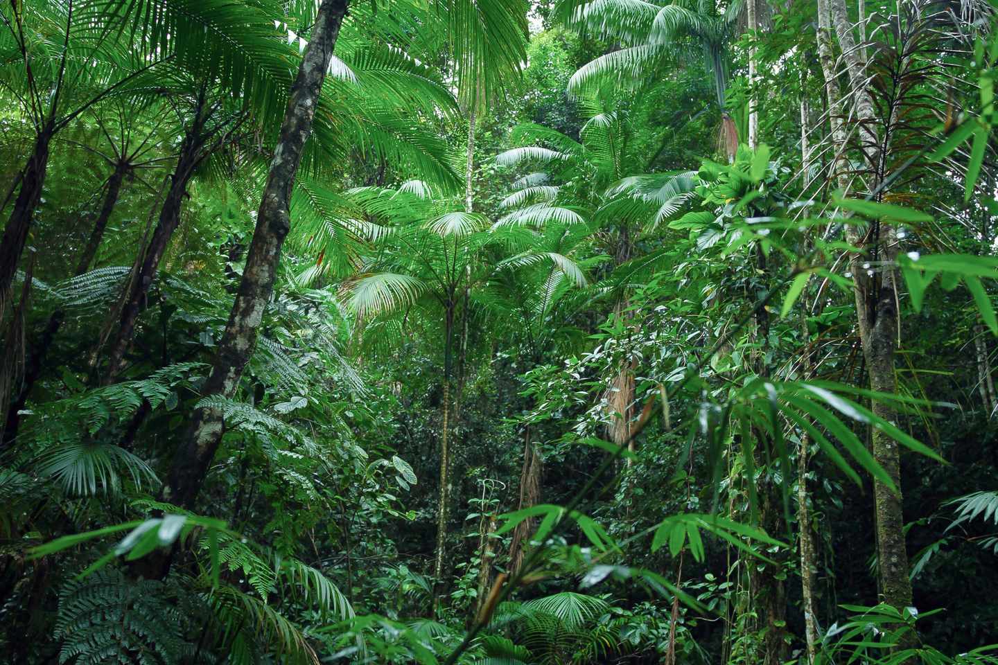 blt95b00165f72bd3a0-Brasilien-tropischer-Amazonaswald-g-1171638708.jpg Amazonaswald in Brasilien