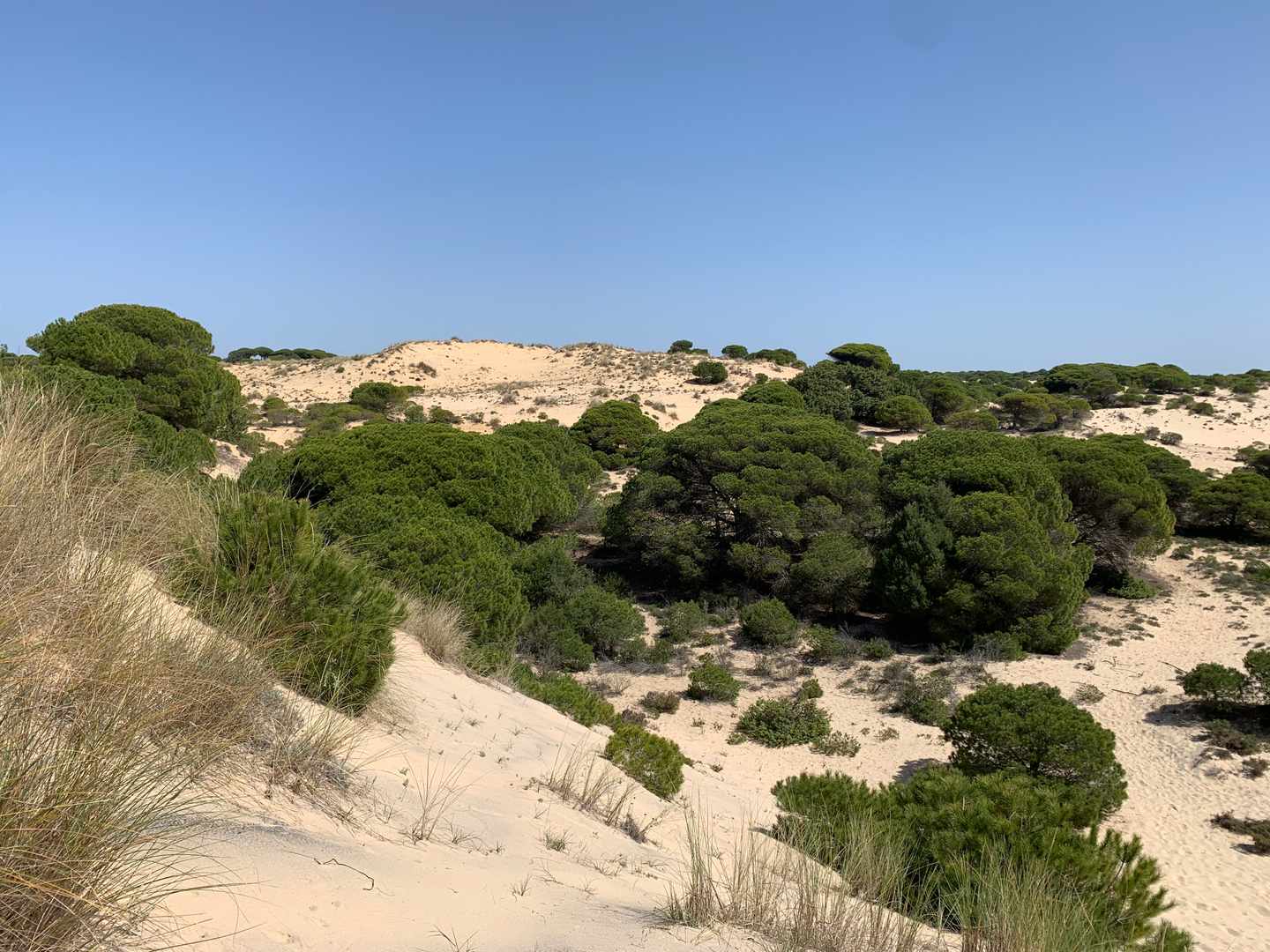 Spanien-Andalusien-Küste-Nationalpark-Donana-g-1391781643.jpg