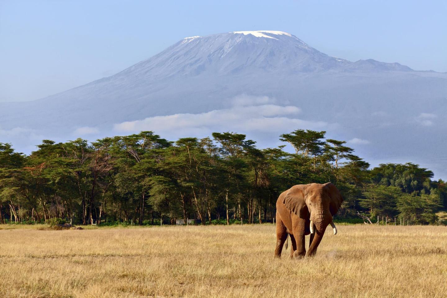 kenia-elefant-vorm-kilimandscharo-t-178878533.jpg