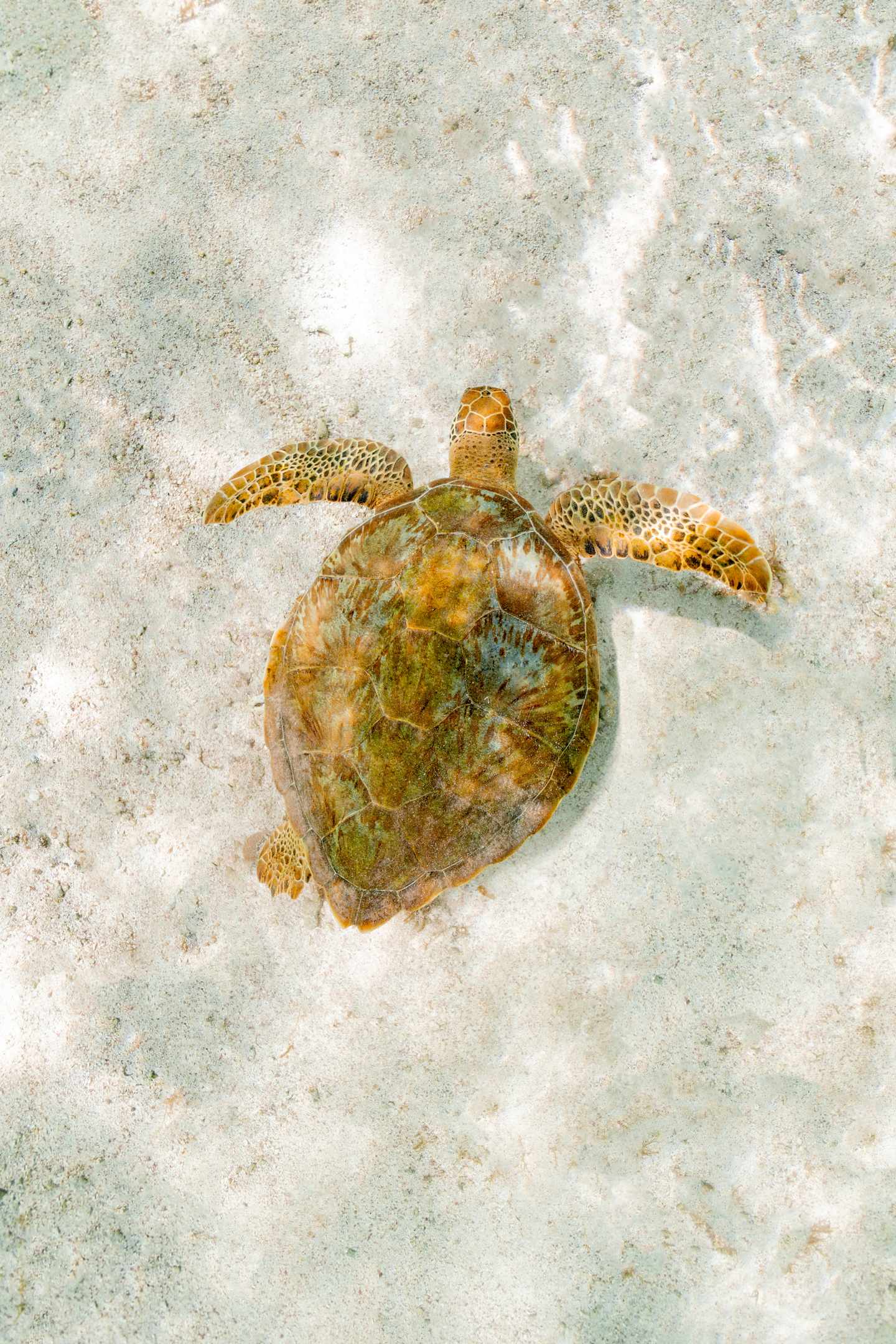 schildkroeten-am-sand-unterwasser-g-2103770831.jpg Guadeloupe Urlaub: Schildkröten am Sand bei Guadeloupe