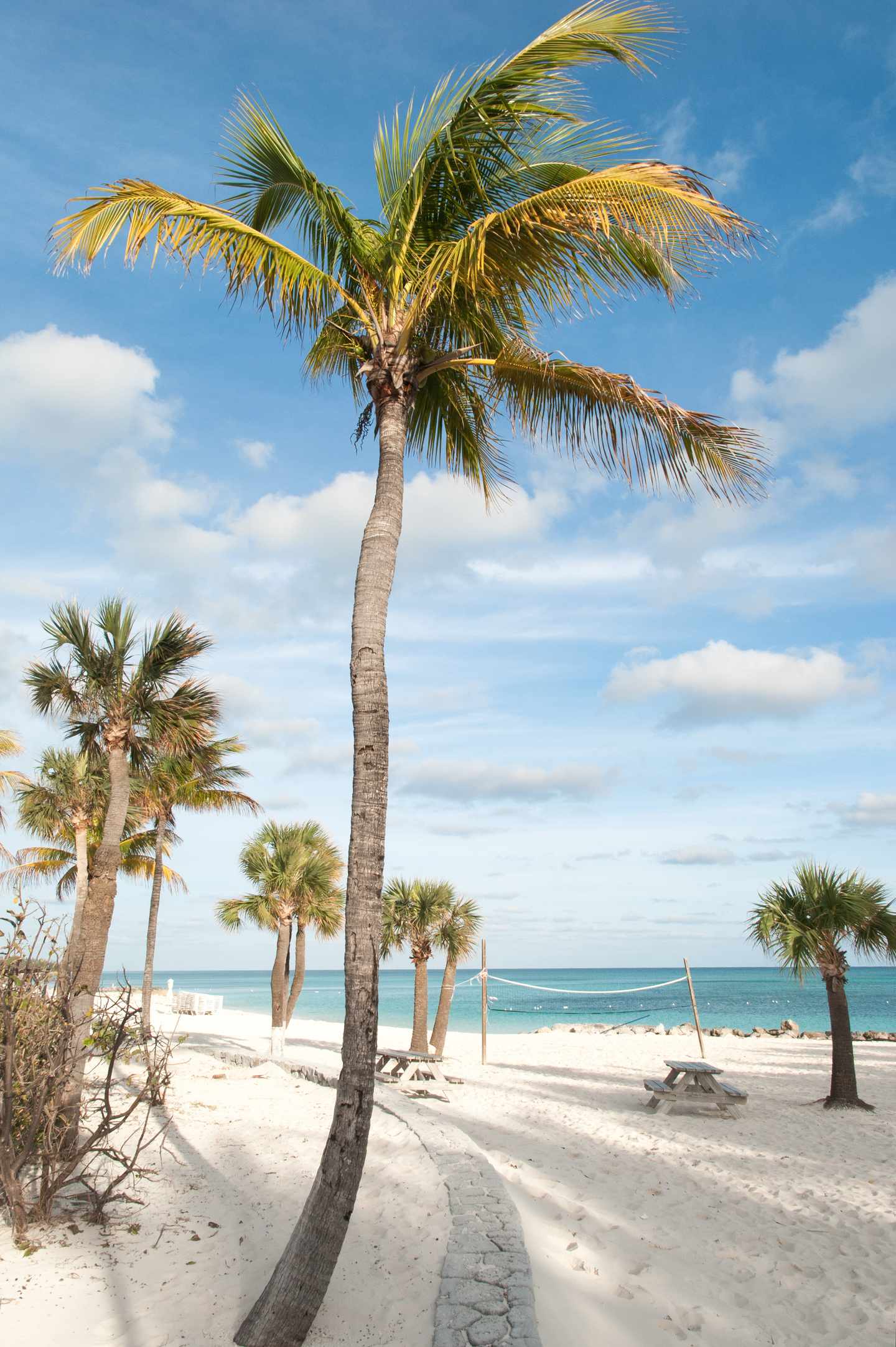 Bahamas Urlaub: Karibische Palmen 
