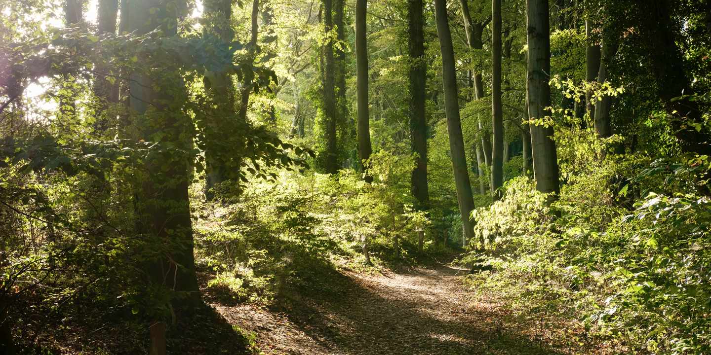 deutschland-waldbaden-usedom-streckelsberg-wald-g-697573963.jpeg