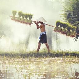 asien-farmer-t-598229504.jpg