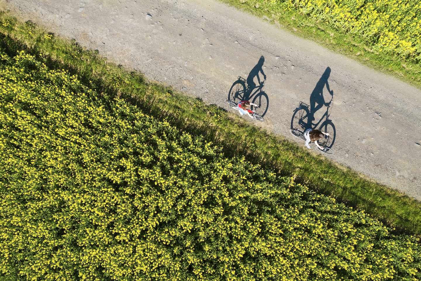 deutschland-rapsfeld-radfahren-g-1222770098.jpg