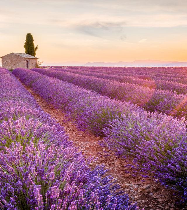 Reisekalender September. Sonnenblumen- und Lavendelfeld in der Provence.