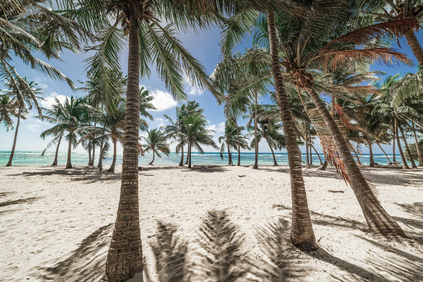karibik-insel-bois-jolan-beach-g1469291351.jpg