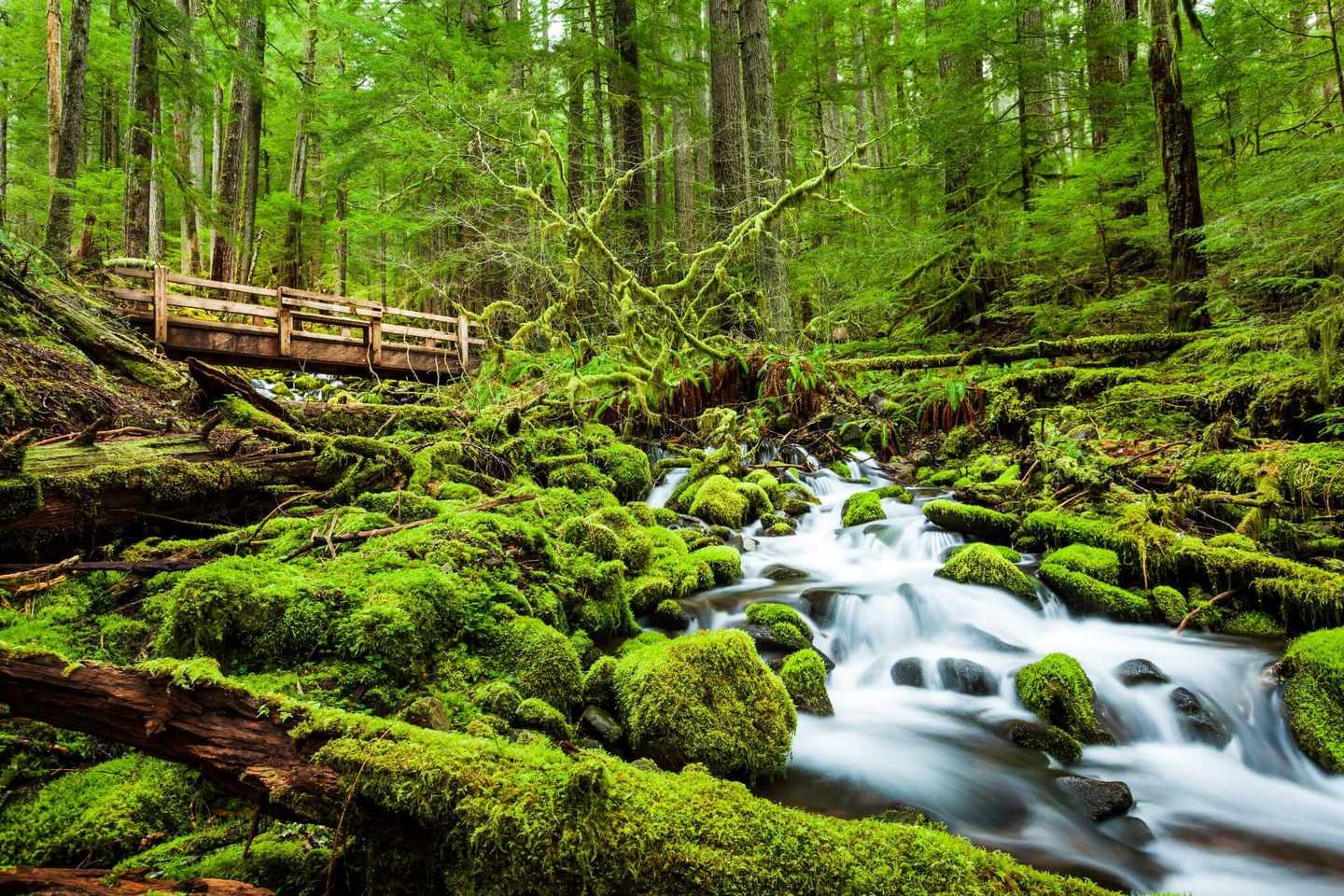 USA-Washington-Sol-Duc-falls-trail-dertour-g-456053655.jpg