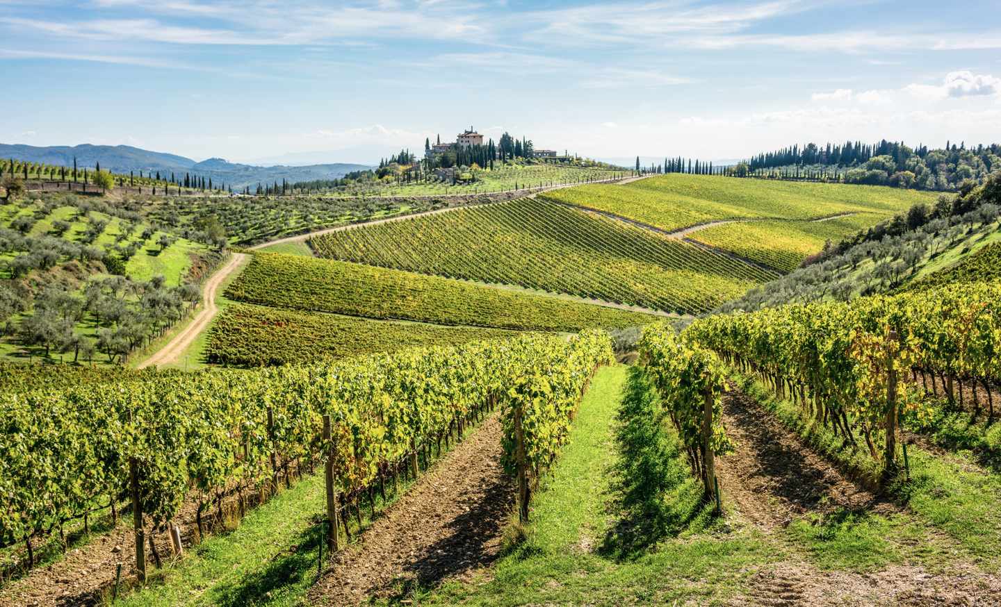 blt2c8305680abdbf72-italien-toskana-weinberge-g-944687294-1.jpg Grüne Weinberge in der Toskana
